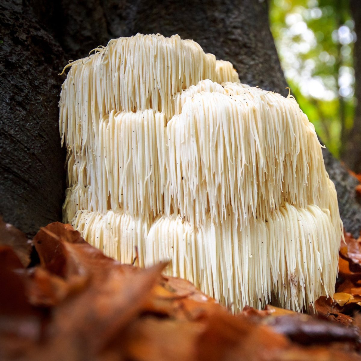 Cognitive Focus & Memory Support