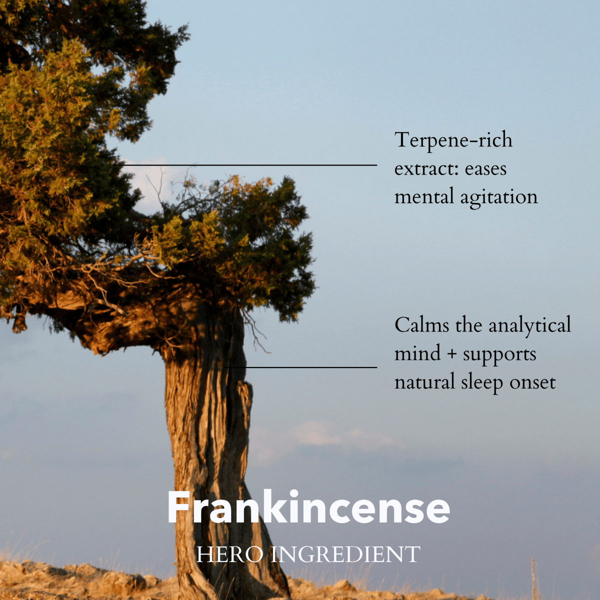 The Little Gift of Good Sleep - Frankincense